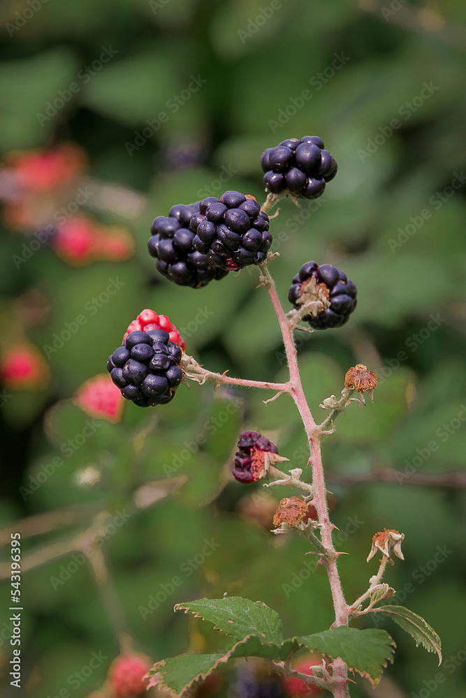 Fresh blackberries in the garden. A bunch of ripe blackberry fruits on a branch with green leaves. Mature and immature blackberries on bushes. Vertical photo. Fresh blackberries in the garden. A bunch of ripe blackberry fruits on a branch with green leaves. Mature and immature blackberries on bushes. Vertical photo.