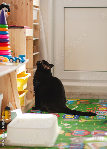 Black cat in the children's room. Cabinets for storing toys. Lots of different, bright children's toys.