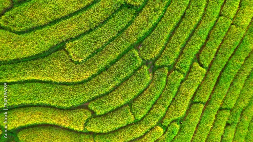 Drone flying over green and yellow rice terraces field in countryside in Pa pong piang rice terraces, Chiang Mai, Northern Thailand. farmlands of rural asia. rice cultivation industry. 4k
Drone flying over green and yellow rice terraces field in countryside in Pa pong piang rice terraces, Chiang Mai, Northern Thailand. farmlands of rural asia. rice cultivation industry. 4k