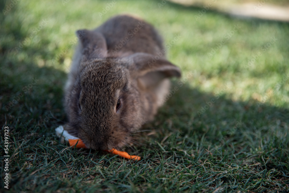 Szarobrązowy królik chrupie marchewkę siedząc na trawie - obrazy, fototapety, plakaty 