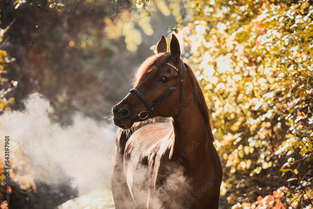 Portrait of a gorgeous red Arabian horse in a beautiful autumn forest. Equestrian photo painting in beautiful sunlight. steam from the nostrils