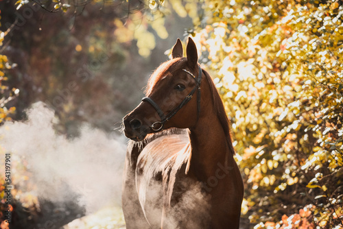 Obraz na płótnie Portrait of a gorgeous red Arabian horse in a beautiful autumn forest. Equestrian photo painting in beautiful sunlight. steam from the nostrils w salonie