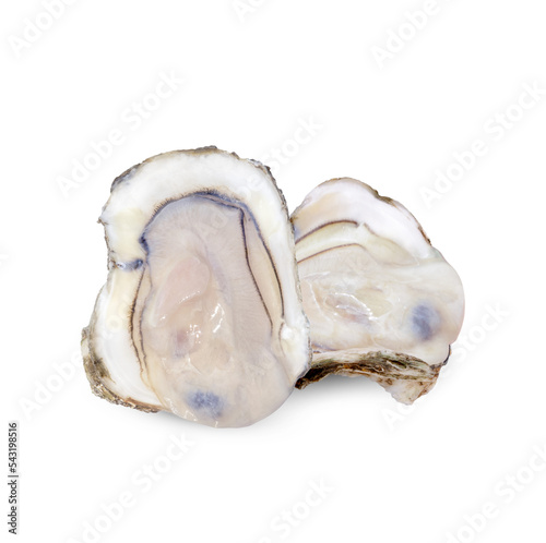 Oyster isolated on transparent background (.PNG)