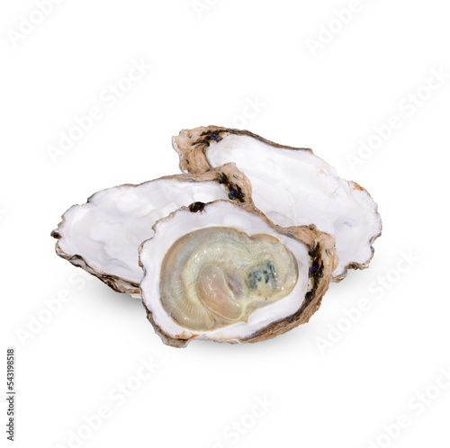 Oyster isolated on transparent background (.PNG)