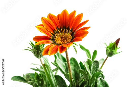 Yellow Gazania or Treasure flower in full bloom isolated on white background 