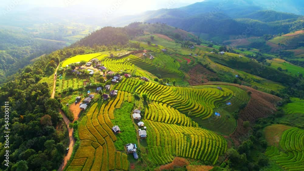 Drone flying over fields in Pa pong piang rice terraces, Chiang Mai, Northern Thailand. One of the most beautiful rice terraces in the world. natural background in motion. agricultural industry.
