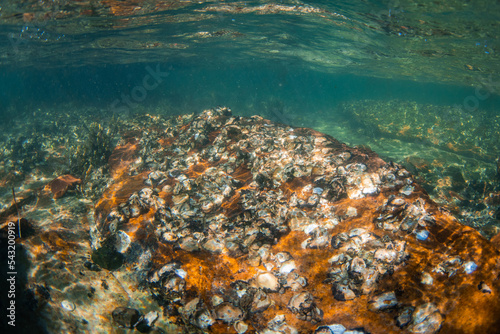 Fototapeta Naklejka Na Ścianę i Meble -  Oyster bed on the rock under the sunlight.