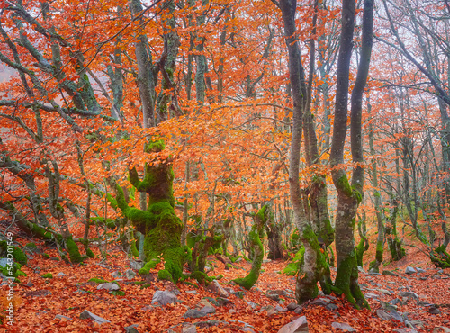autumn background  trees in the forest, in the hayedo of La Pedrosa, Riaza,Spain photo