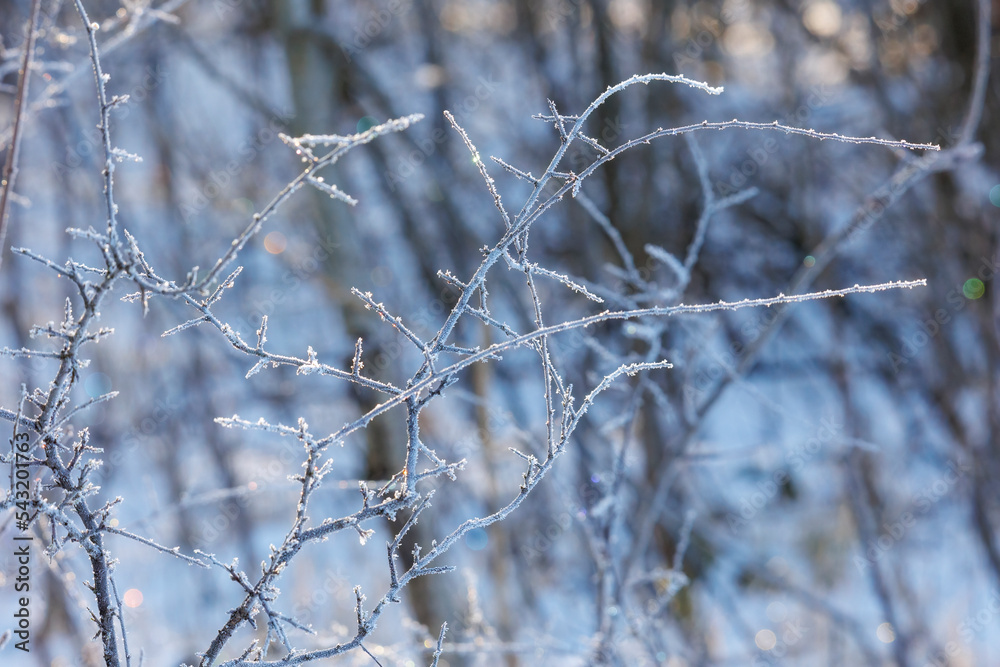 in the sun glittering frost covered branches in an icy cold forest in the sun glittering frost covered branches in an icy cold forest