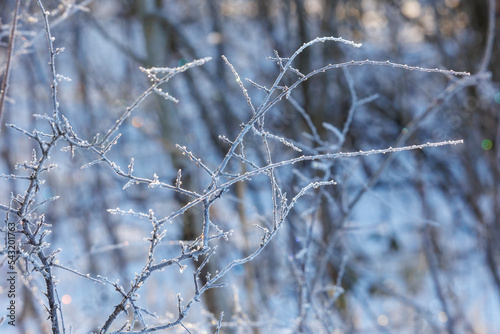 in the sun glittering frost covered branches in an icy cold forest