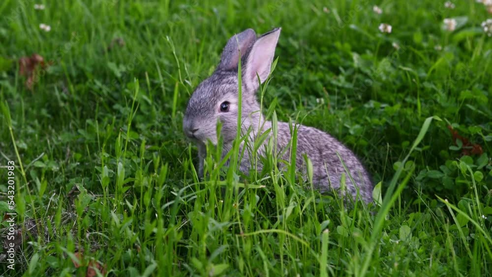 cute gray animal funny bunny on a background of green grass and clovers in the afternoon in summerr. High quality 