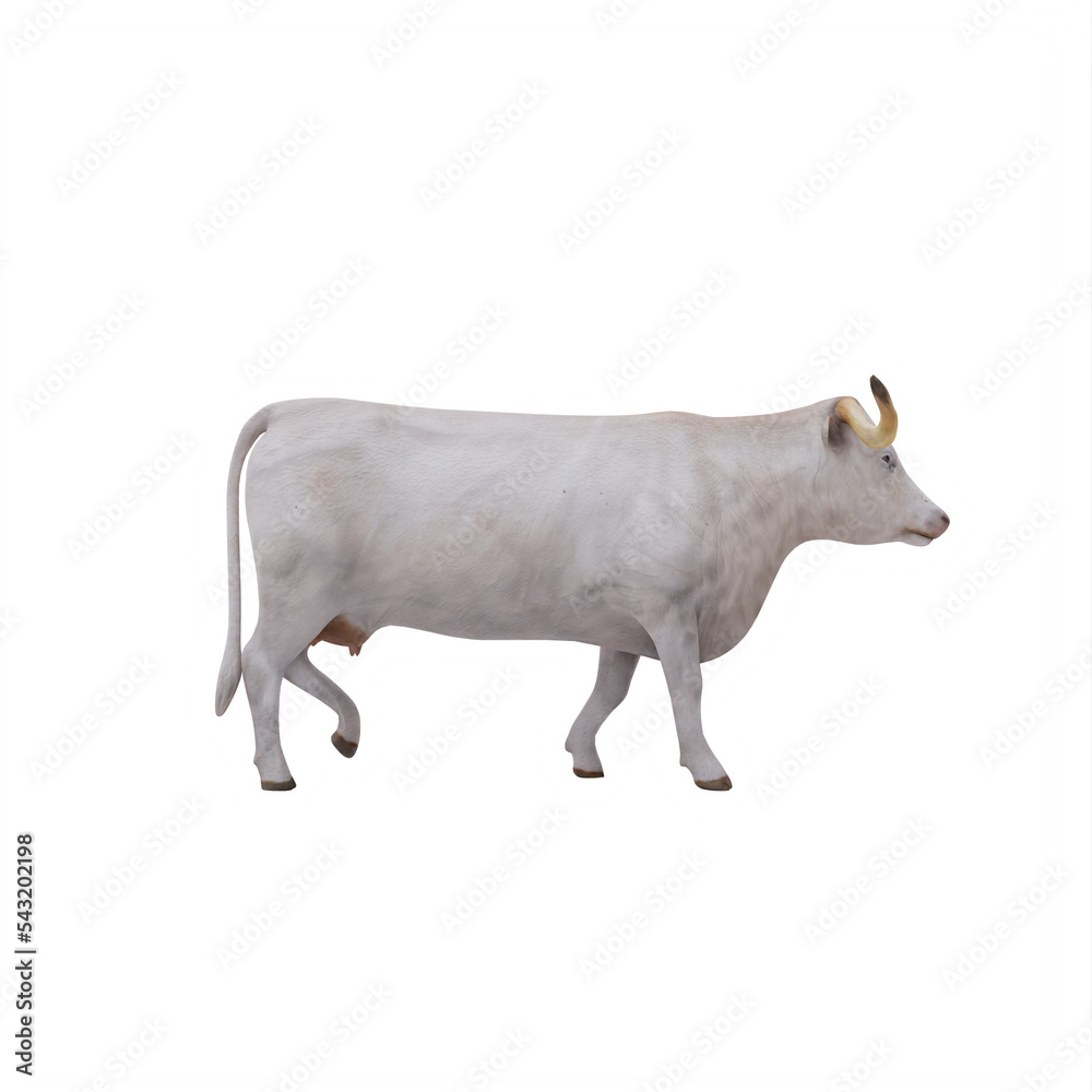 White Texas Longhorn cattle isolated White Texas Longhorn cattle isolated