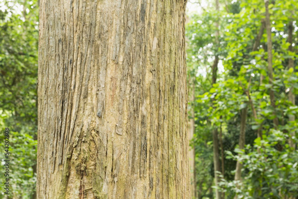 Teak Trees in Thailand precious hardwoods one of the last major areas of tropical forest Teak Trees in Thailand precious hardwoods one of the last major areas of tropical forest
