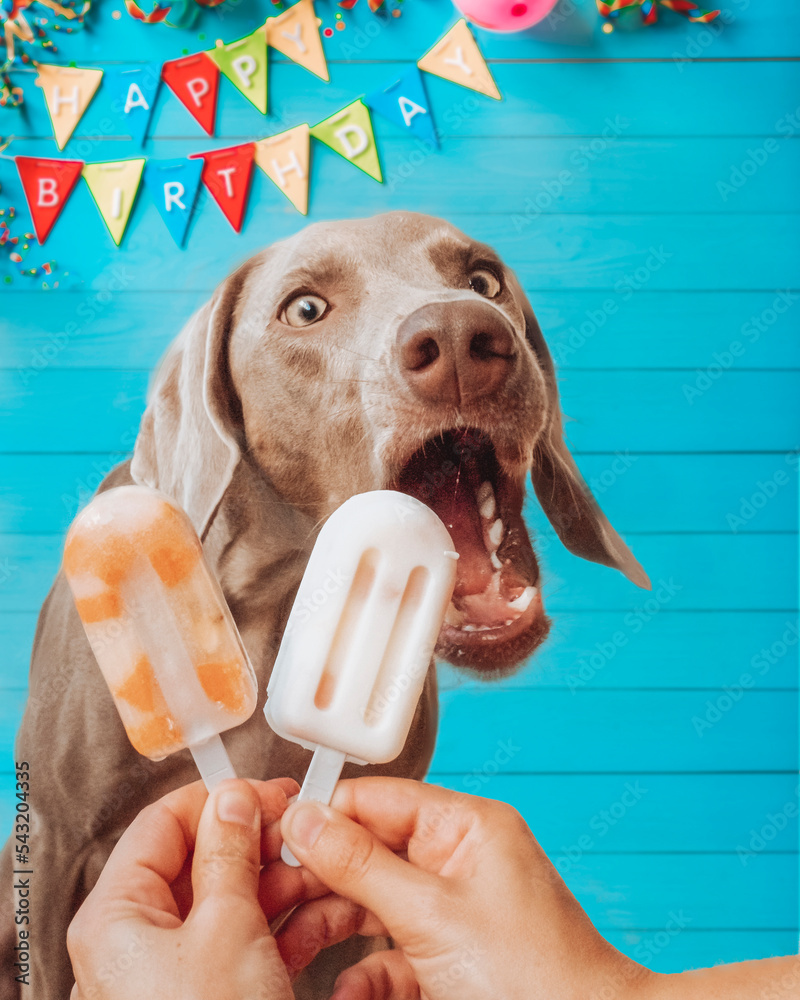 Dog eating popsicle sales