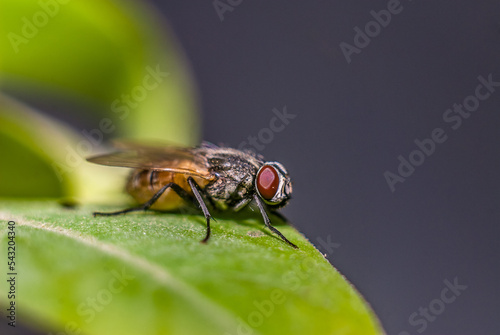 fly on leaf © Asad