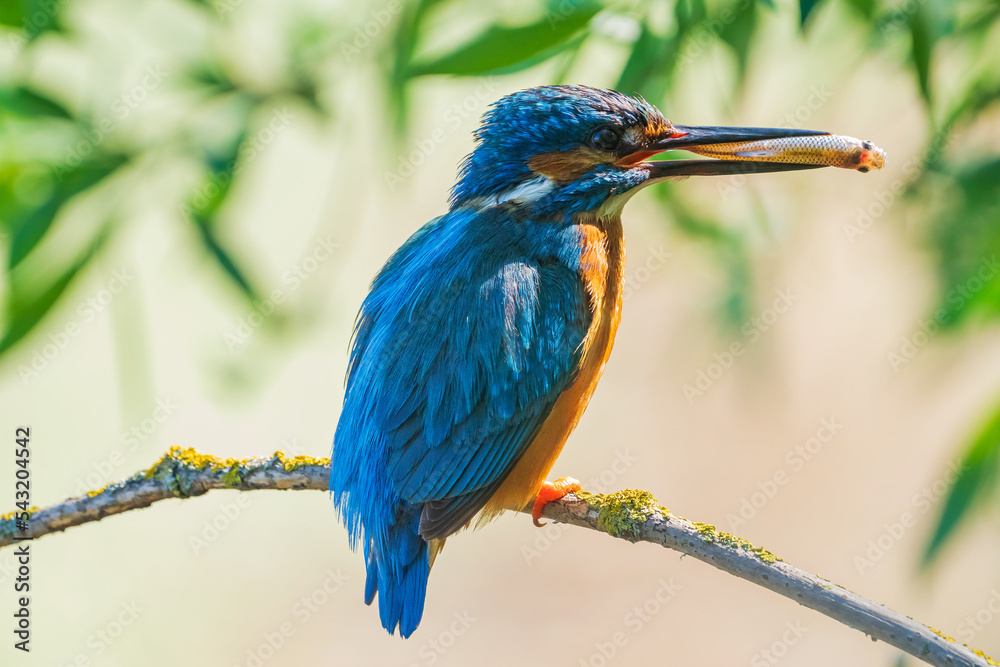 The common kingfisher (Alcedo atthis), also known as the Eurasian kingfisher and river kingfisher, is a small kingfisher.