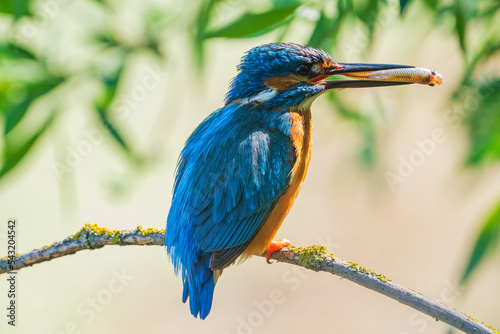 Obraz na płótnie The common kingfisher (Alcedo atthis), also known as the Eurasian kingfisher and river kingfisher, is a small kingfisher. w salonie