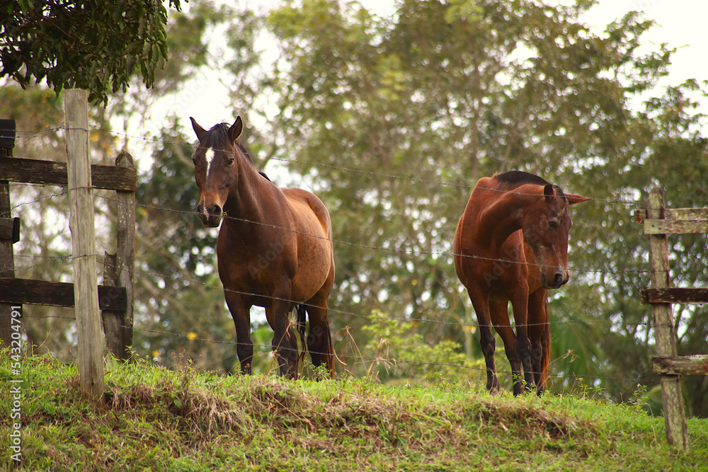 Fototapeta premium Horses grazing at dawn near the highway