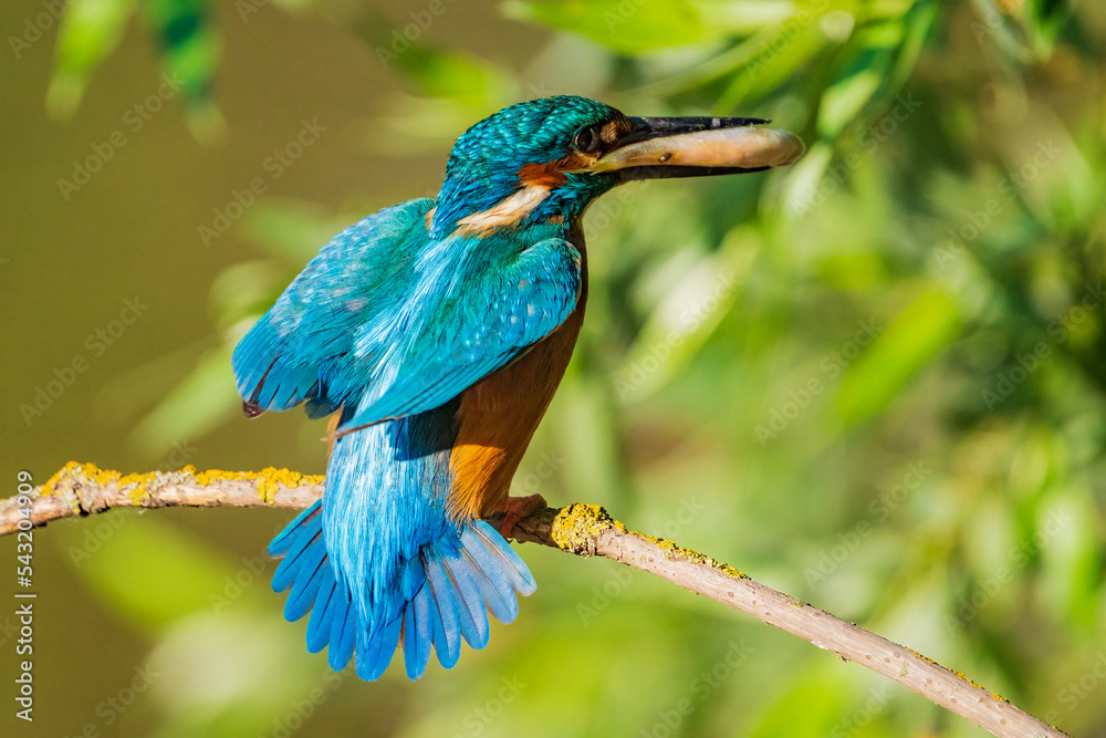 The common kingfisher (Alcedo atthis), also known as the Eurasian kingfisher and river kingfisher, is a small kingfisher.