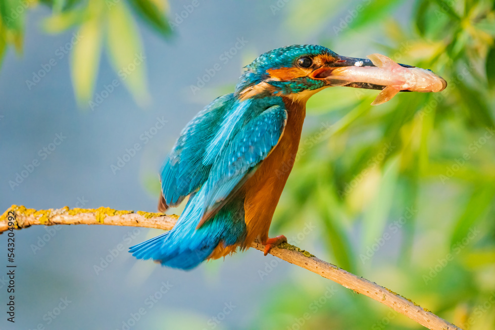 The common kingfisher (Alcedo atthis), also known as the Eurasian kingfisher and river kingfisher, is a small kingfisher.