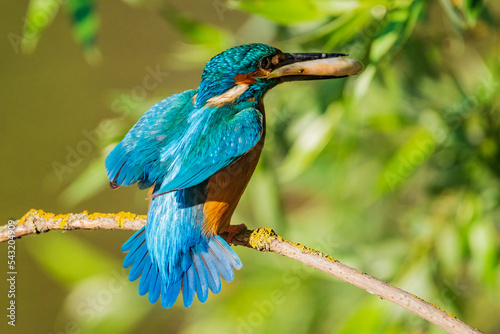 Obraz na płótnie The common kingfisher (Alcedo atthis), also known as the Eurasian kingfisher and river kingfisher, is a small kingfisher. w salonie