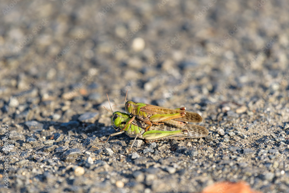 Pair grasshopper on asphalt ground, Piggyback ride