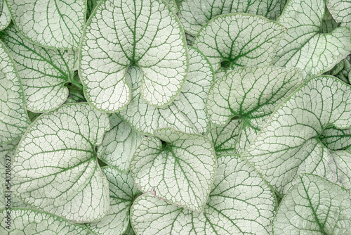 Silvery leaves brunnera macrophylla in the shape of a heart as a background photo