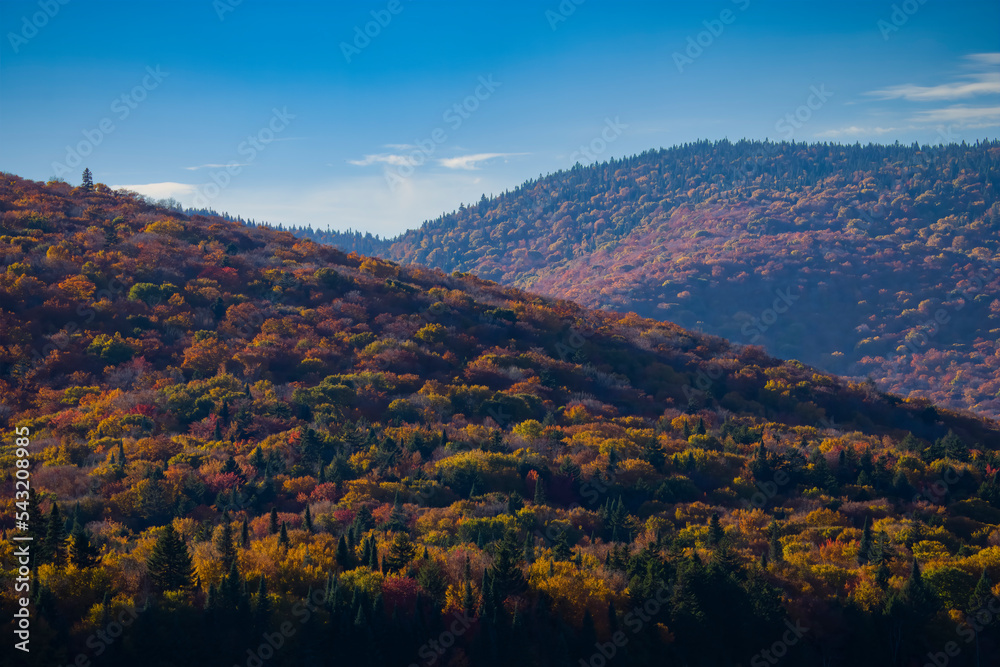 Beautiful forest with colorful autumn leaves in national park