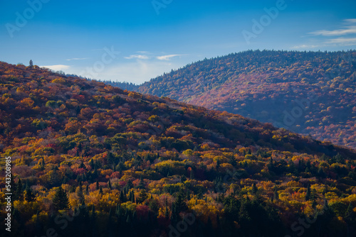 Beautiful forest with colorful autumn leaves in national park