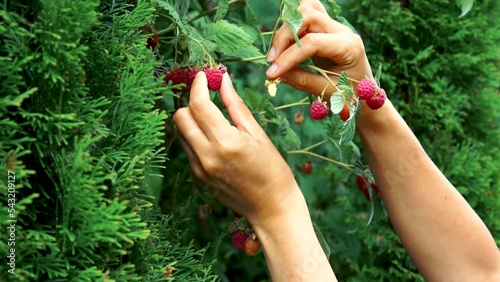 Ripe raspberries are collected. Growing raspberries. Freshly picked ripe red raspberries in a woman's hand in the garden next to a raspberry bush.High quality FullHD footage