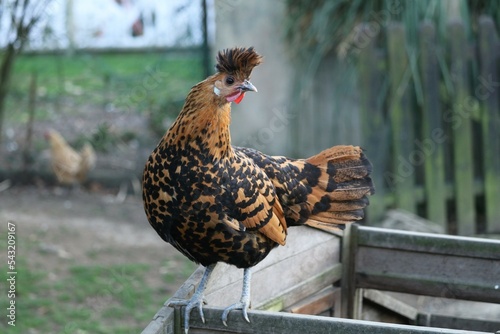 L'Appenzelloise huppée