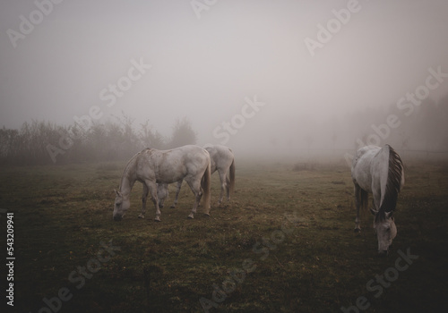 horses in the fog, early misty, autumn morning, tranquil scene concept.