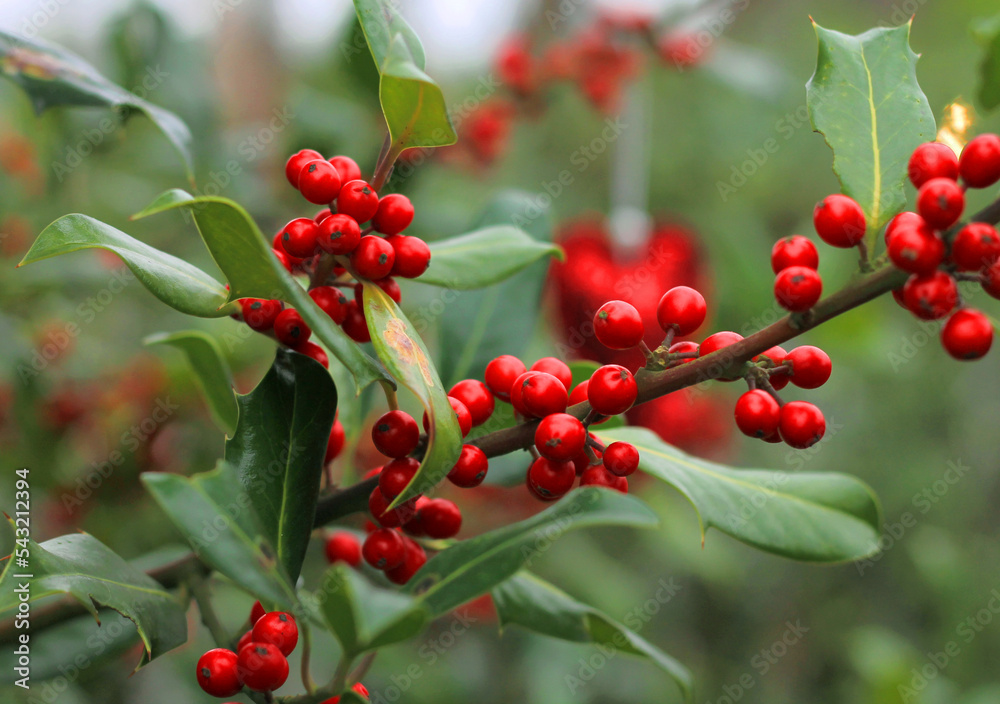 Red berries on a green bush in December and a christmas heart ornament hanging in the background