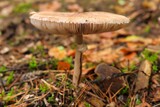 Macro view of a beige mushroom growing in a forest