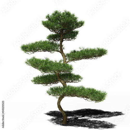 Buddhist pine conifer tree in spring or summer. Hi-res, photorealistic 3d render for architecture visualizations. Natural sun lighting and shadow. photo