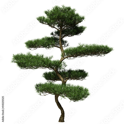 Buddhist pine conifer tree in spring or summer. Hi-res, photorealistic 3d render for architecture visualizations. Natural sun lighting.