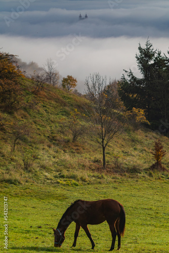 Grazing horses in the meadow.