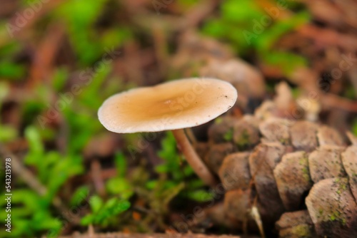 High-angle macro view of an Amantia crocea growing in a forest photo