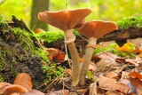 Macro view of mushrooms growing between the autumn leaves
