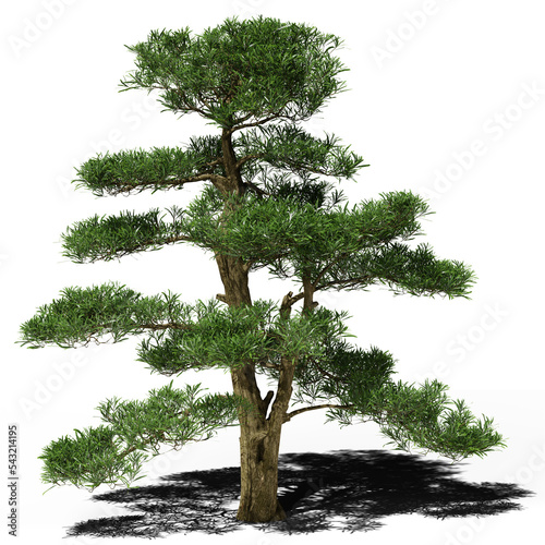 Buddhist pine conifer tree in spring or summer. Hi-res, photorealistic 3d render for architecture visualizations. Natural sun lighting and shadow.