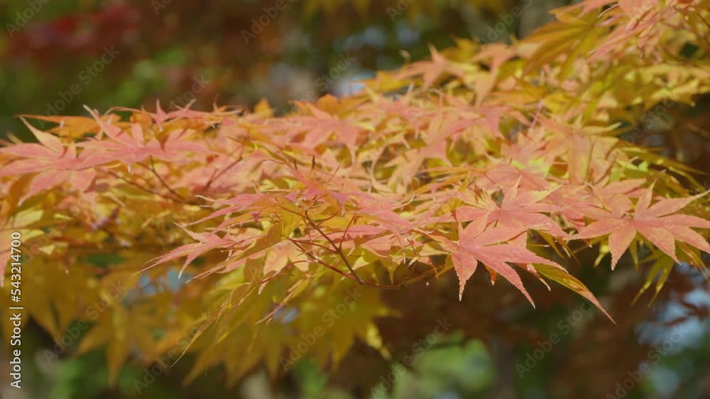 Deciduous Shrubs With Palmate Maple Trees During Autumn Season In Seoul, South Korea. Closeup, Sideways Deciduous Shrubs With Palmate Maple Trees During Autumn Season In Seoul, South Korea. Closeup, Sideways
