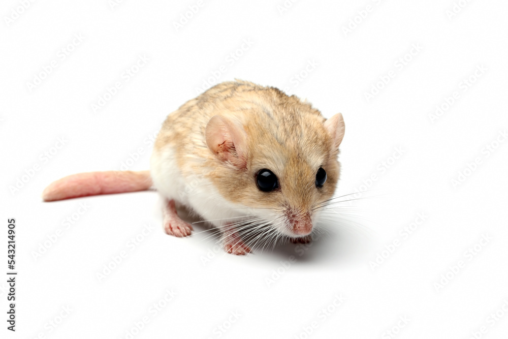 Garbil Gerbil fat tail on isolated background, Cute Garbil fat tail closeup on ...