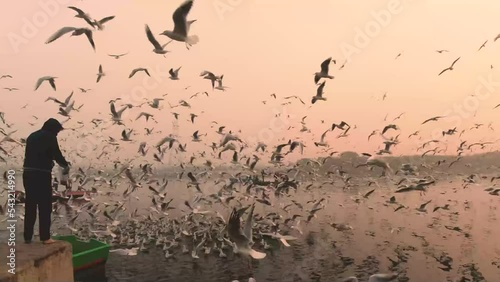 Man feeding Seagulls during Sunrise at Yamuna Ghat , Delhi photo