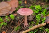 High-angle macro view of a mycena rosea mushroom growing in a forest