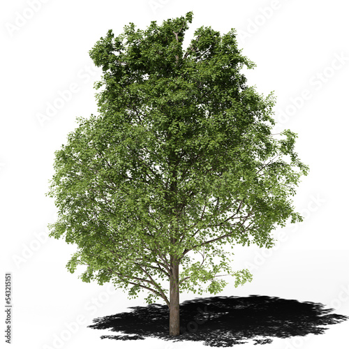 Maple, acer deciduous tree in spring or summer. Hi-res, photorealistic 3d render for architecture visualizations. Natural sun lighting and shadow.