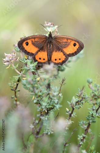 Spanish gatekeeper  Pyronia bathseba butterfly on thyme flowers