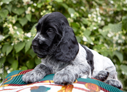 Portrait of an English Cocker spaniel puppy. The baby lies and looks to the left. The color is blue roan. A girl, 2 months old. Green leaves are visible in the background.