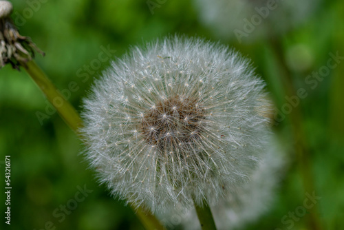 dandelion in the grass