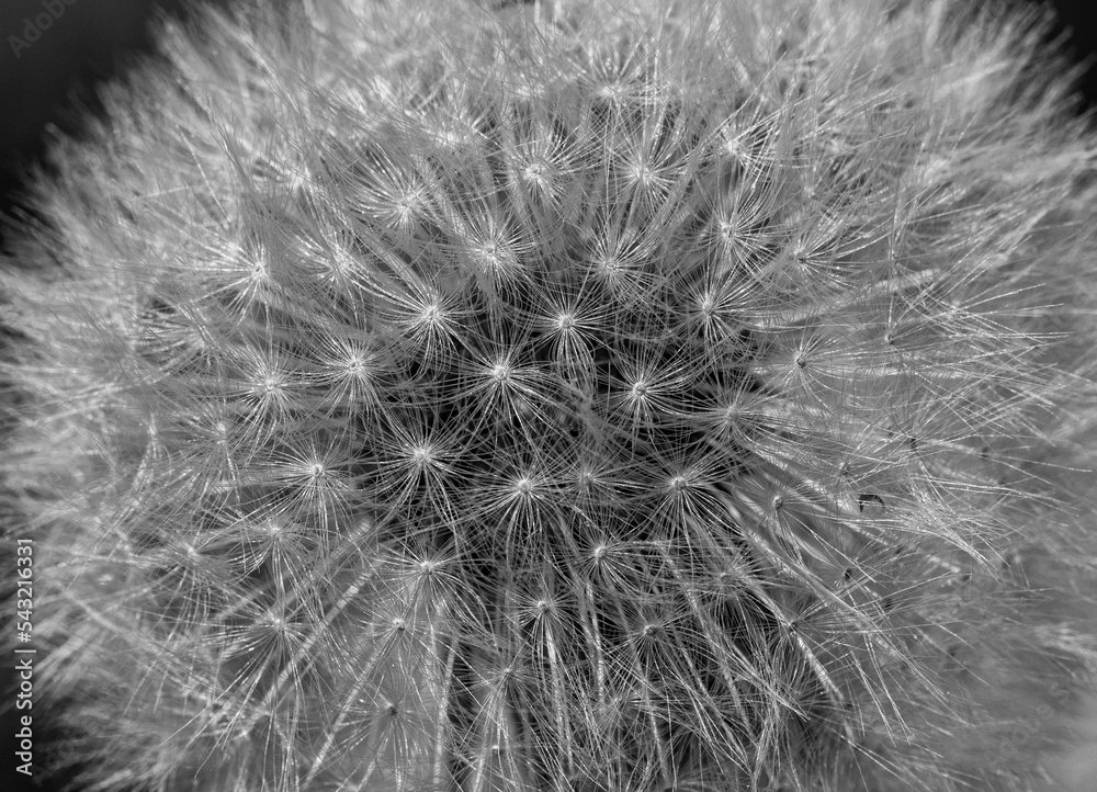 Fototapeta premium dandelion
