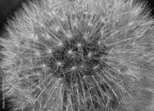 dandelion